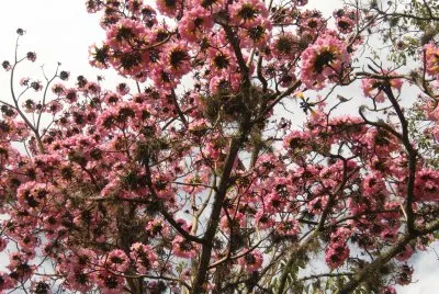 Ocobo rosado