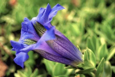 Gentian