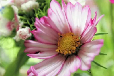 Pink and white