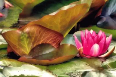 Water Lily