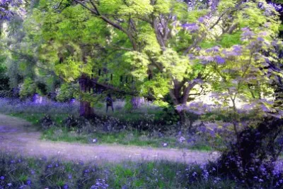 Bluebell wood jigsaw puzzle