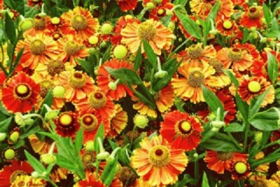 flores