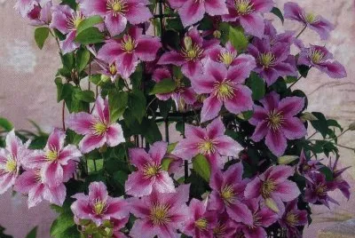 Clematides jigsaw puzzle