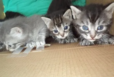 chatons