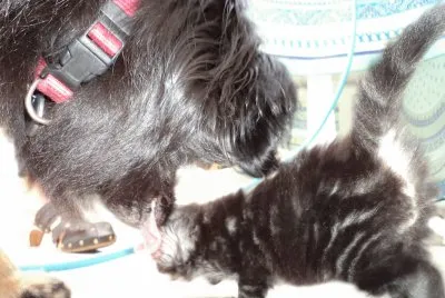 lilou veut un ti chaton