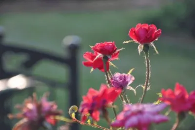late roses