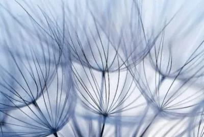 fractal in nature