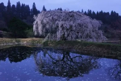 פאזל של Purple Pond Reflections