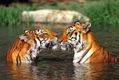 Tigres