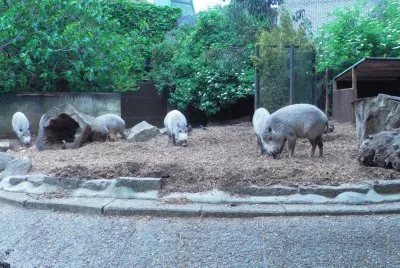 Zoo in London