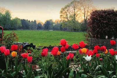 Tulip dusk jigsaw puzzle