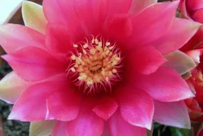 flor de cactus jigsaw puzzle