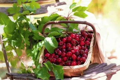 cireres jigsaw puzzle