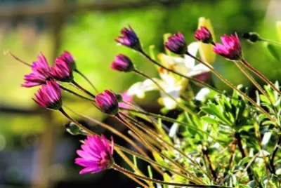 sun drenched leaning flowers