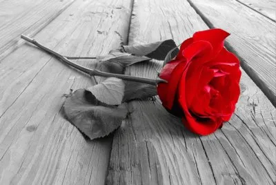 Rosa