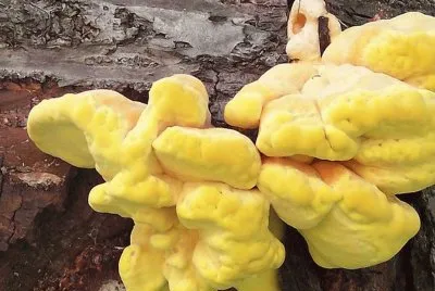 Laetiporus Sulphureus