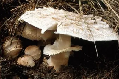 Macrolepiota Rachordes