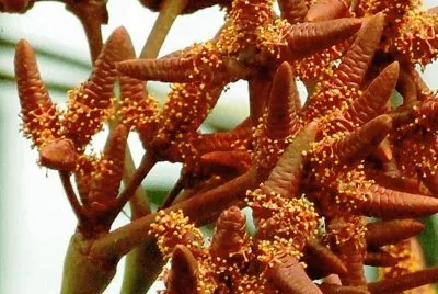 Welwitschia Mirabilis - Africa