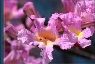 Lapacho Rosado - SudamÃ©rica