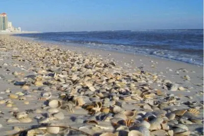 shell beach