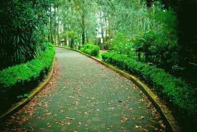 sendero verde jigsaw puzzle