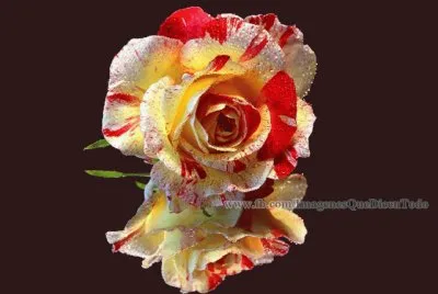rosa moteada jigsaw puzzle