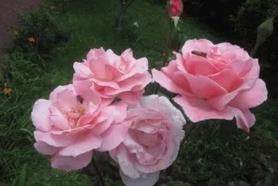 rosas rosadas