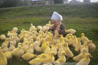 patitos jigsaw puzzle