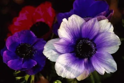 flores jigsaw puzzle