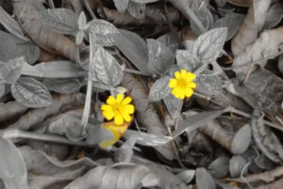 flores