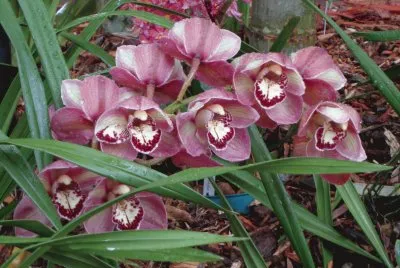 flores