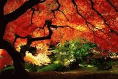 arbol rojo