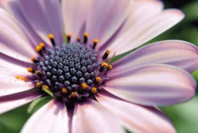 lilac petals