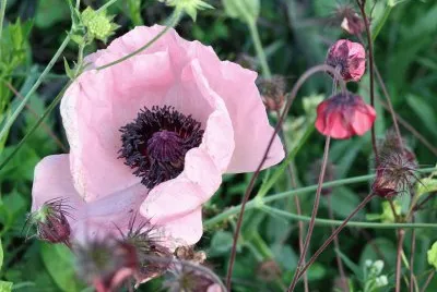 Pink poppy