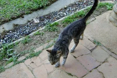 gato jigsaw puzzle