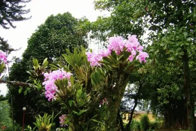 פאזל של flores