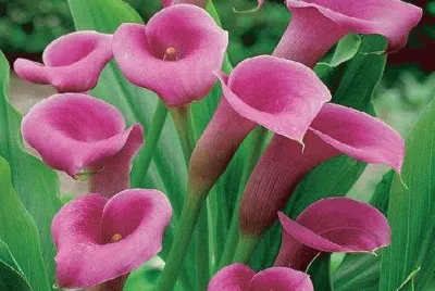 flores jigsaw puzzle