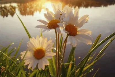flores jigsaw puzzle