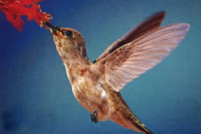 ColibrÃ­ jigsaw puzzle