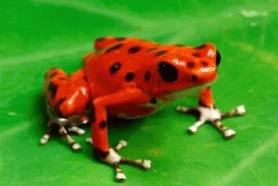 strawberry poison dart fish jigsaw puzzle