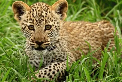 leopard cub
