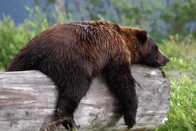 grizzly bear