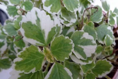 פאזל של flores