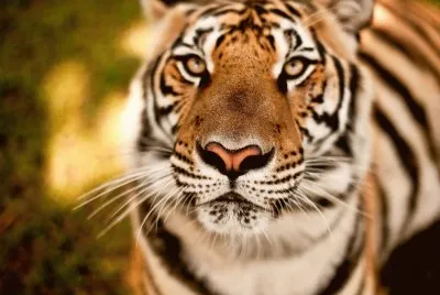 tiger