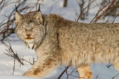 snow lynx