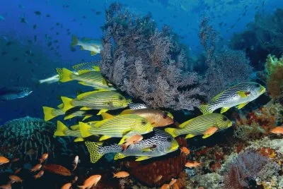 פאזל של Arrecifes Coralinos de Komodo