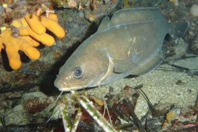 פאזל של BrÃ³tola de Roca