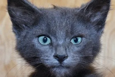 Baby Angus