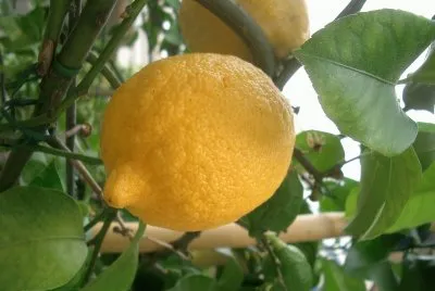 Lemon