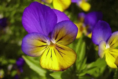 פאזל של Dainty Purple and Yellow Flowers